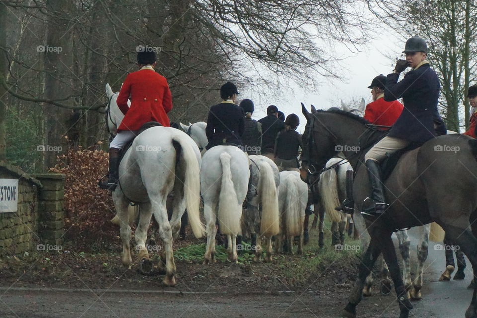 Lots of horses gathering for a hunt .. riders wearing red and black jackets ... 