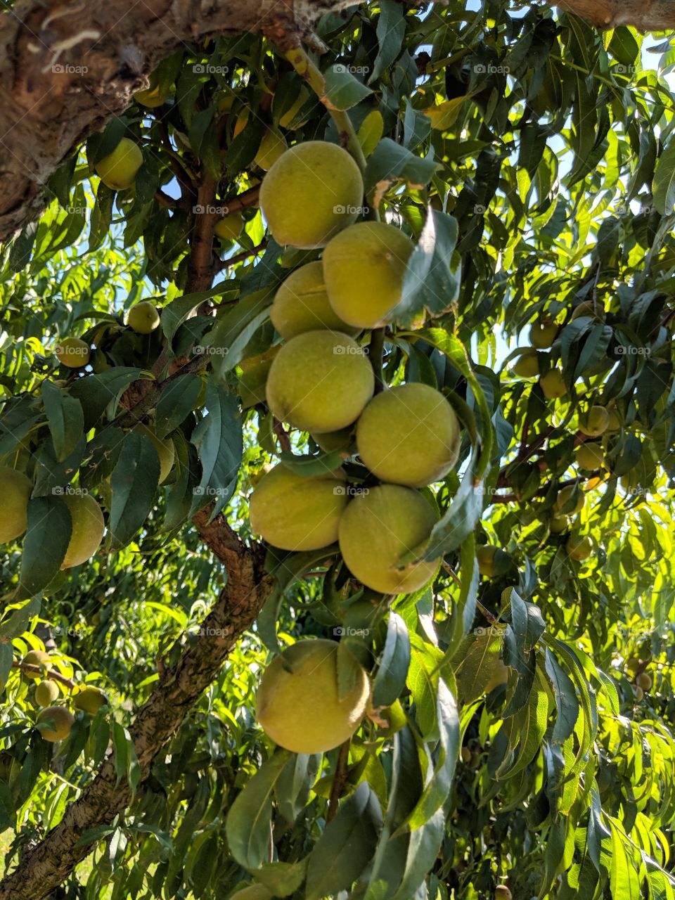 bunch of peaches hanging out