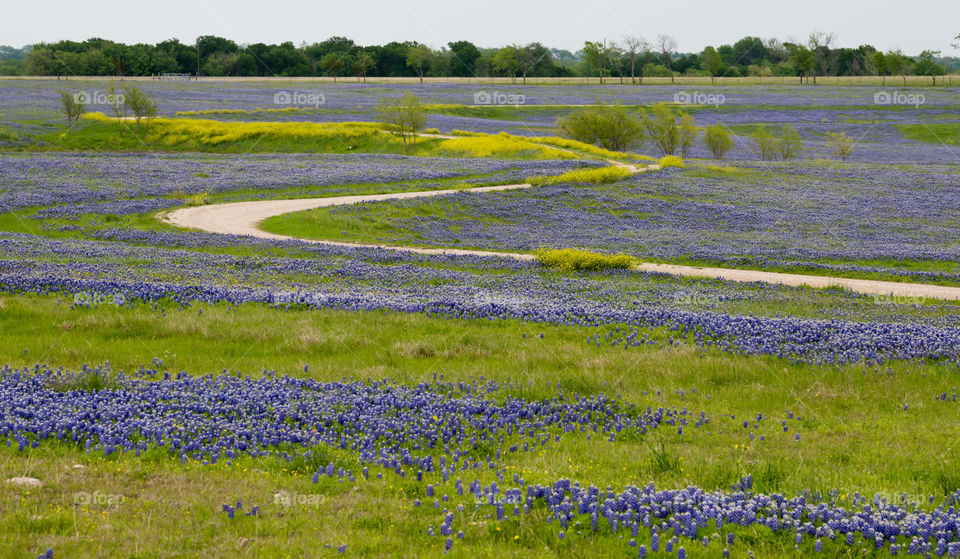 Texas Bluebonnet field