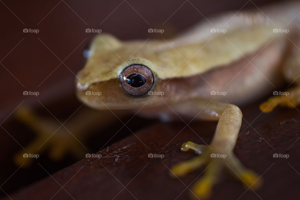 Close-up of a small and peculiar frog.