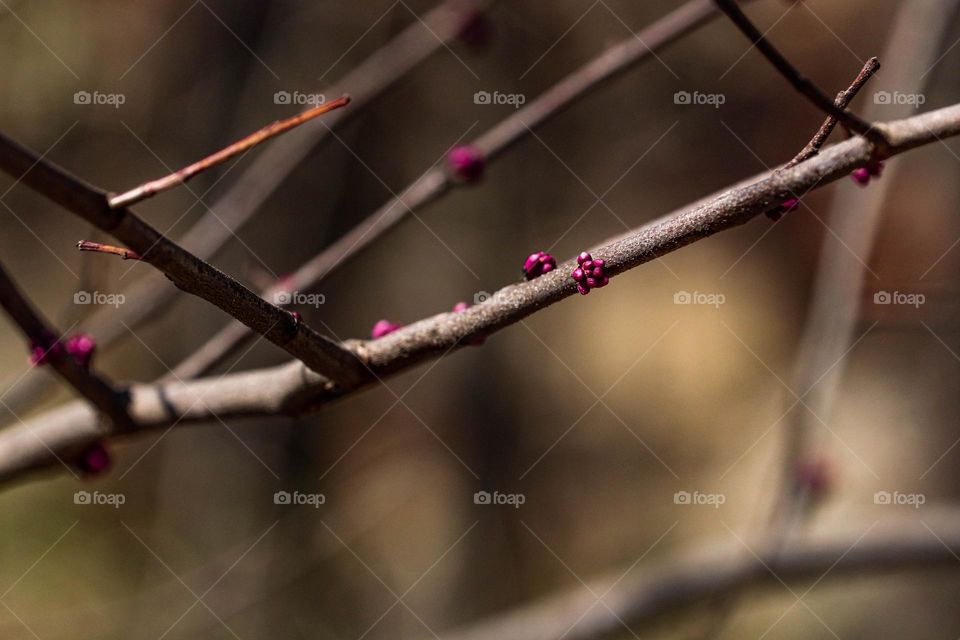 buds on a tree
