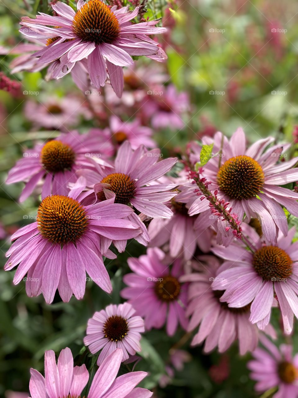 Beautiful pink flowers in the bonatical garden 