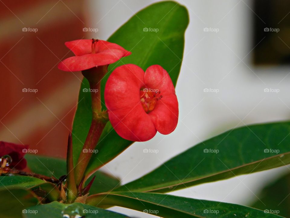 Euphorbia milii, or Crown of Thorns, is a deciduous, herbaceous, perennial shrub with bright green leaves. The flowers are enclosed within long-lasting and bright bracts of red or yellow