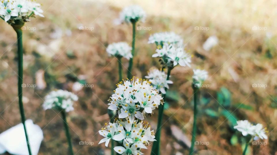 Baby's breath (gypsophilia paniculata) flower on blurred background