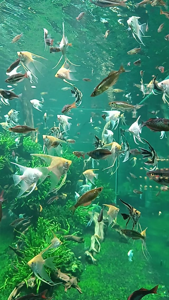 Fish