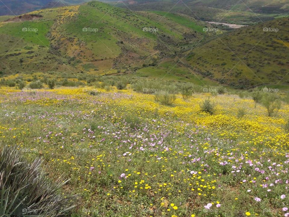 Landscape, Flower, Nature, Hill, Grassland