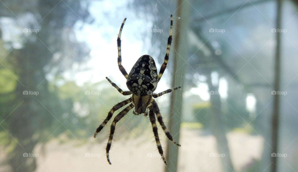 polish spider
