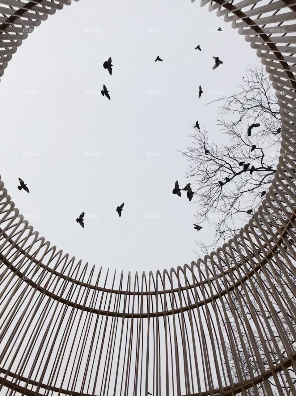 Birda flying above birdcage in Central Park New York City 