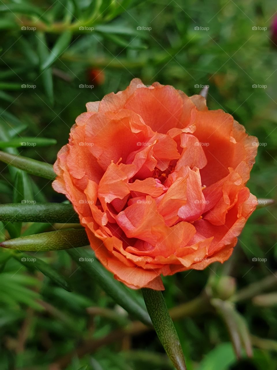 the portulaca grandiflora