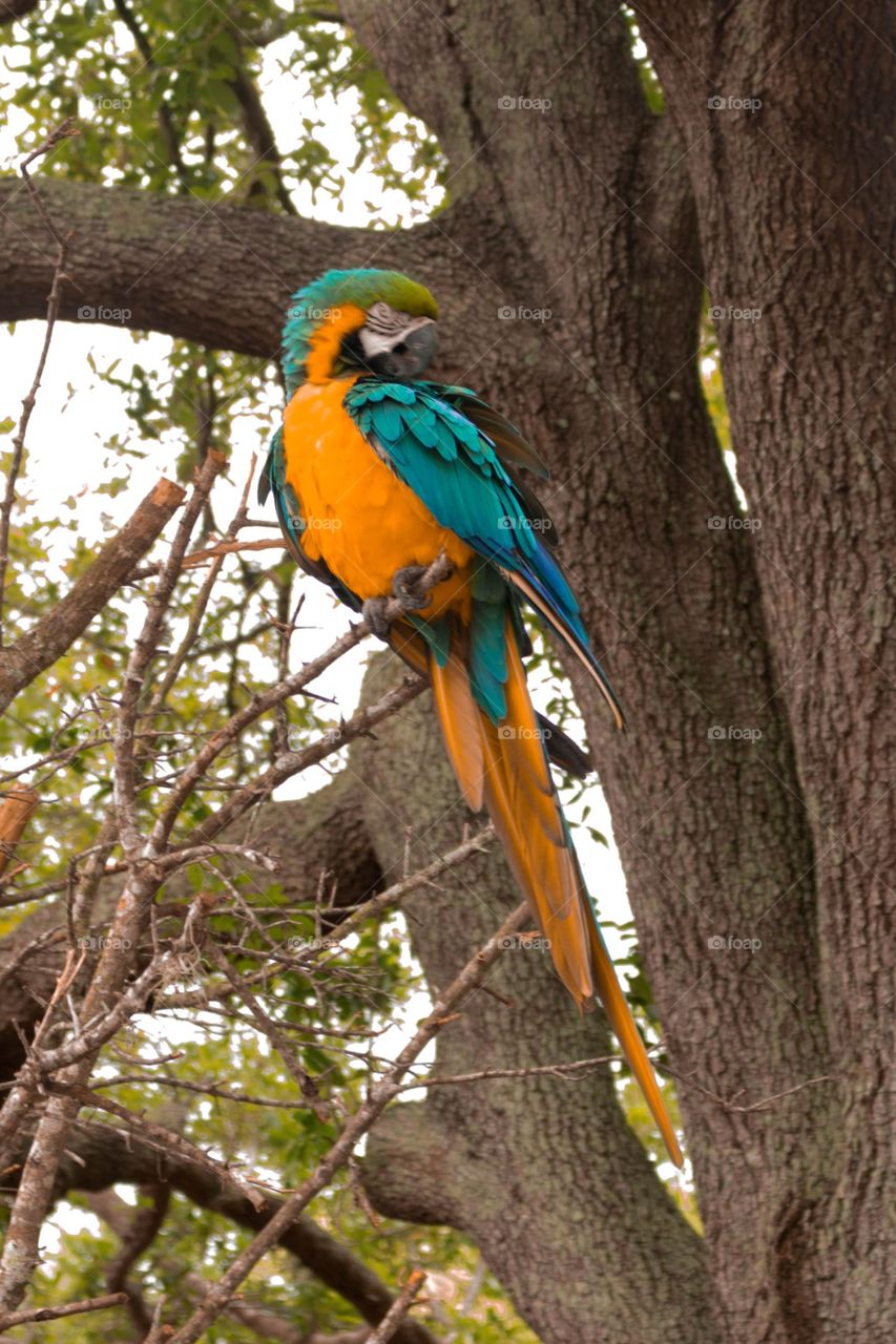 Parrot on branch. 