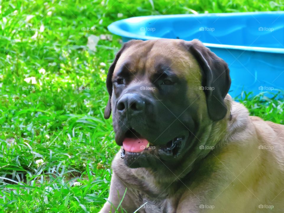 Mastiff 