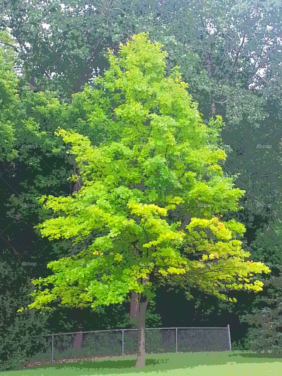 Vivid Green. Beautiful tree at the park