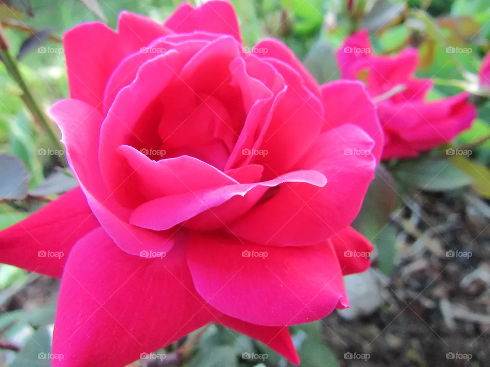 Pink rose 
