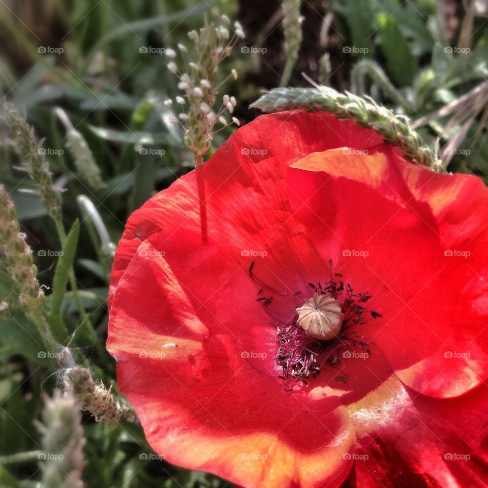 nature grass united kingdom poppy by mrgrambo