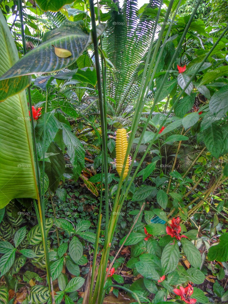 Tropical plants
