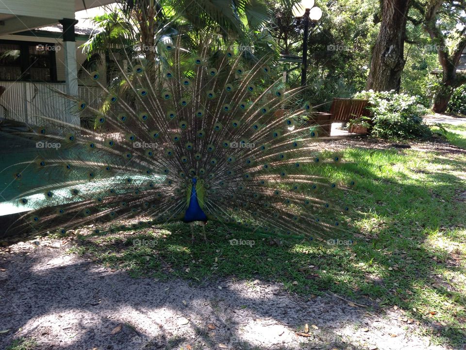 Peacock front
