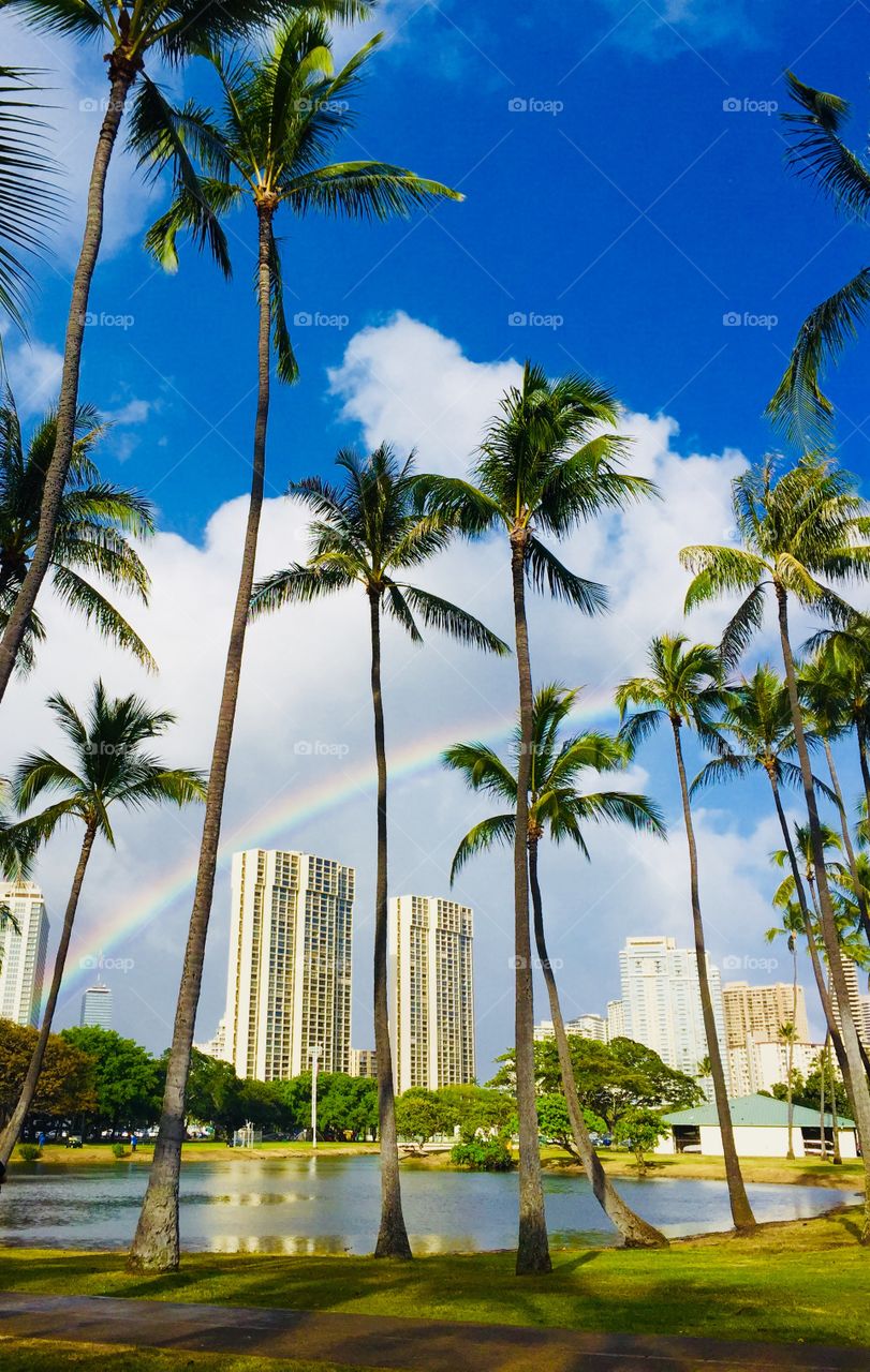 Everywhere is a dream in Hawaii, even in the middle of Honolulu. 