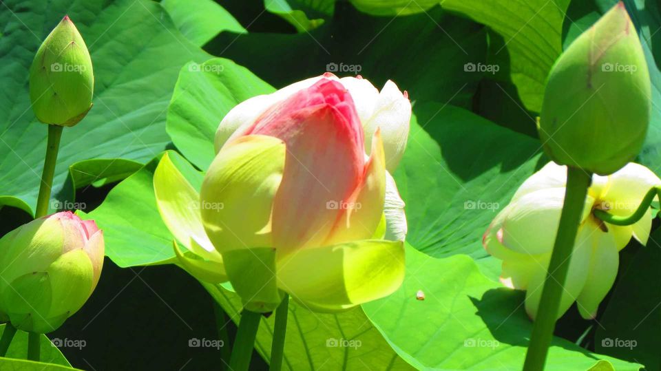 Lotus, Leaf, Tropical, Flora, Sacred