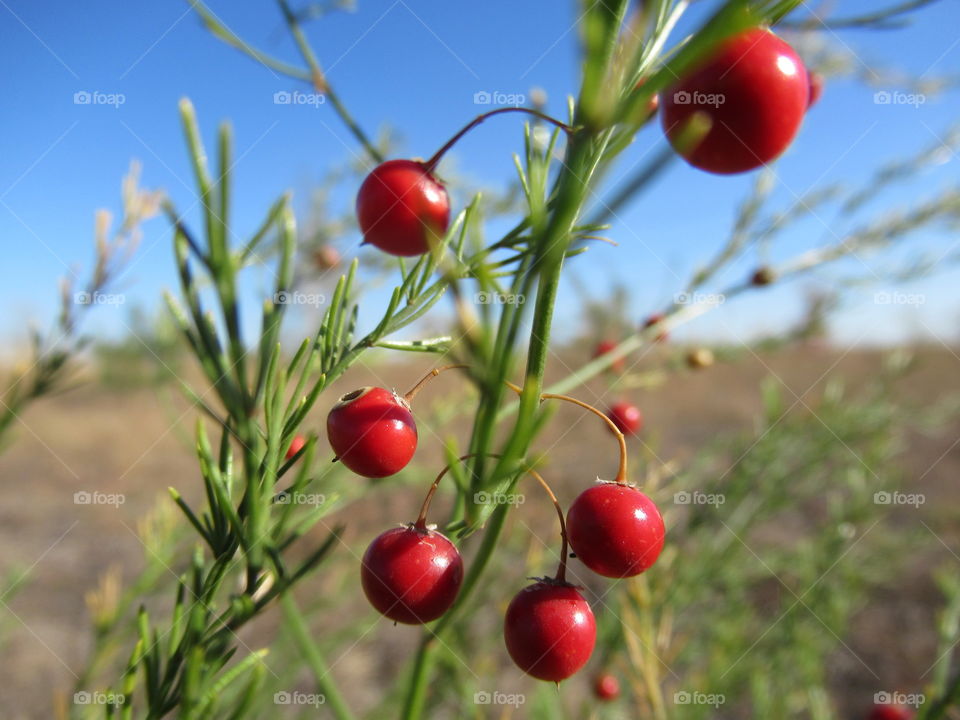 asparagus ornamental plant. plant berries that have a very attractive and appetizing appearance, while being poisonous.