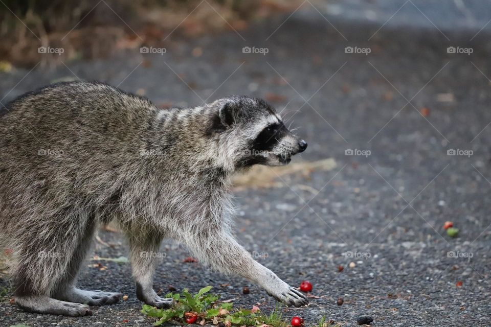 Raccoon crossing the backyard 