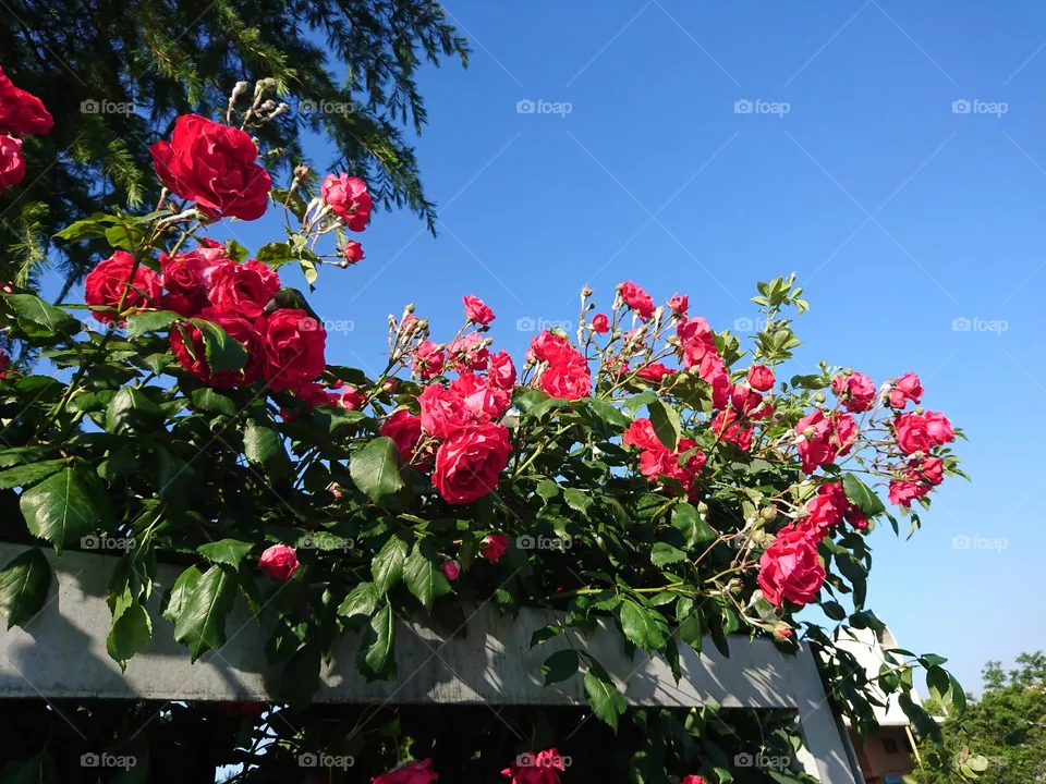 La fragancia de la rosa fuera muro 