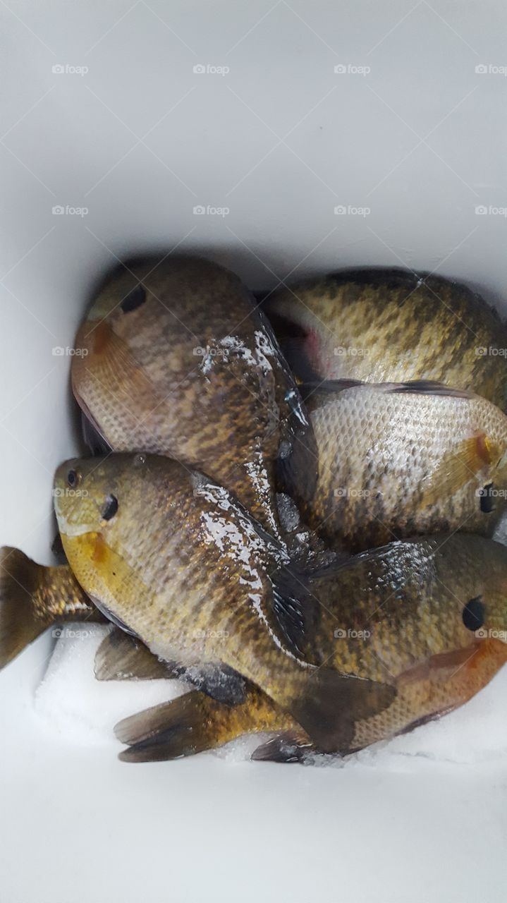 bluegills in pail