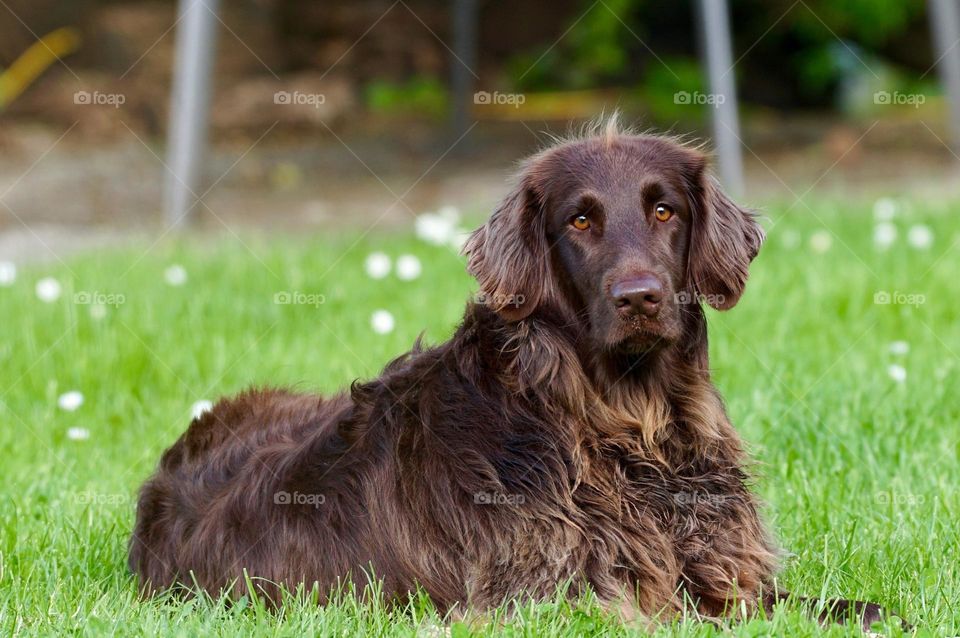 Beautiful and cute dog