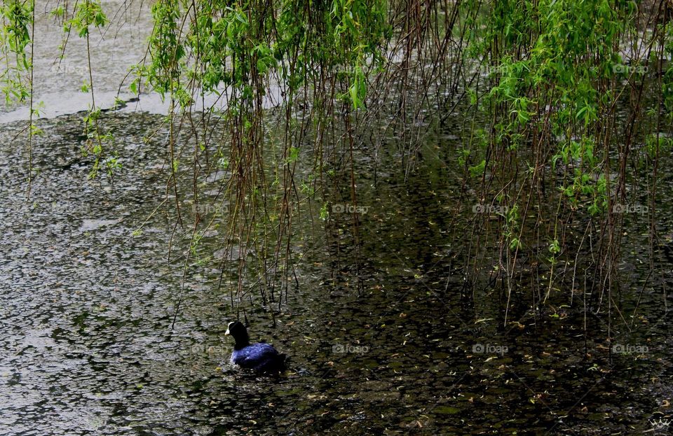 Duck swimming in the lake of Basingstoke.