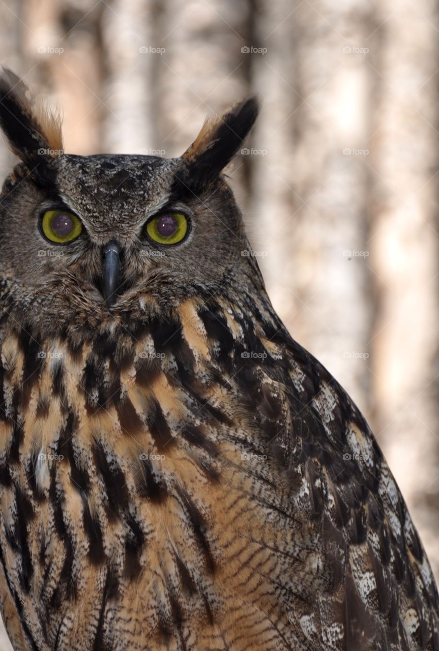 Owl closeup 