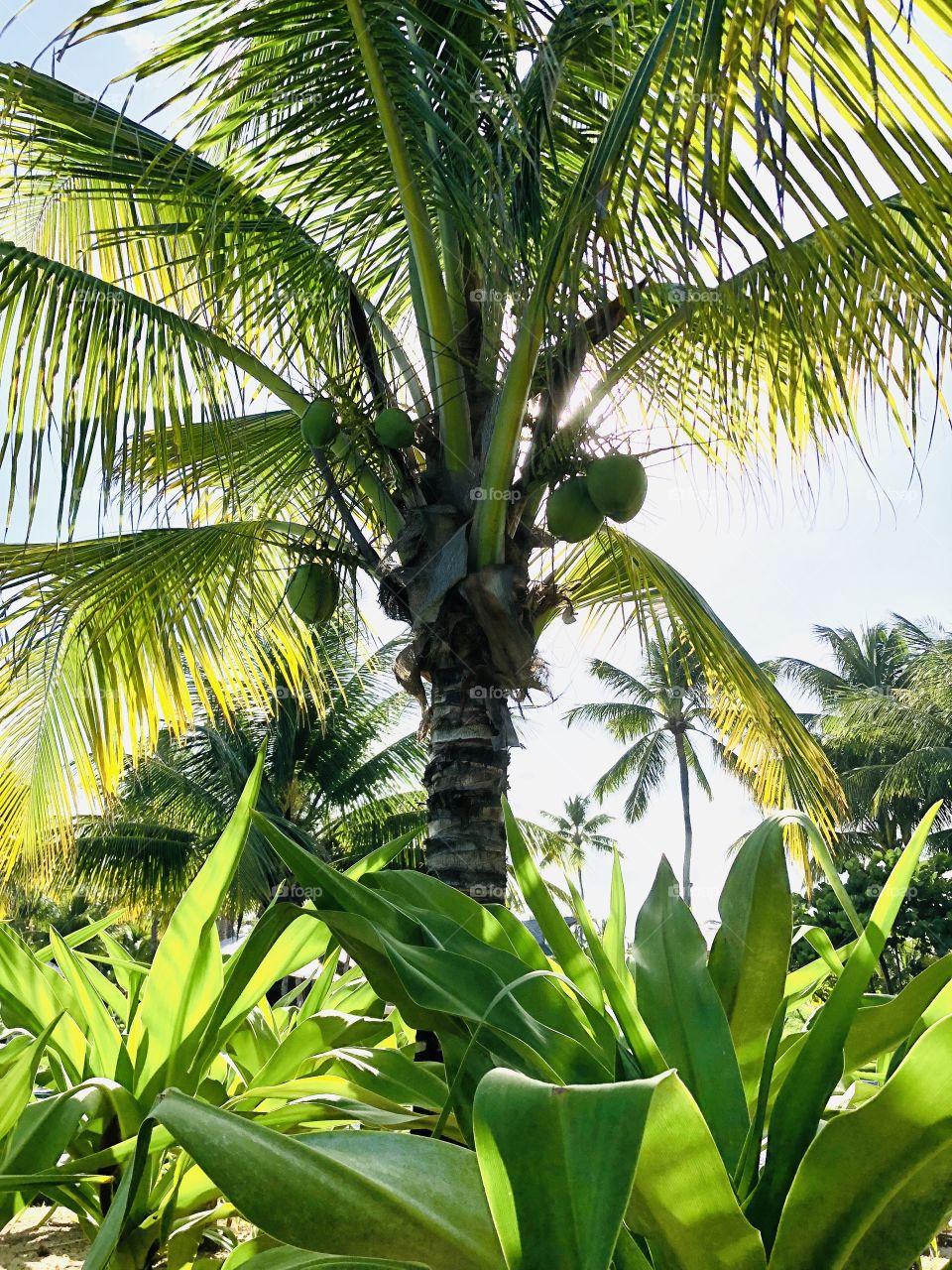 Coconut tree