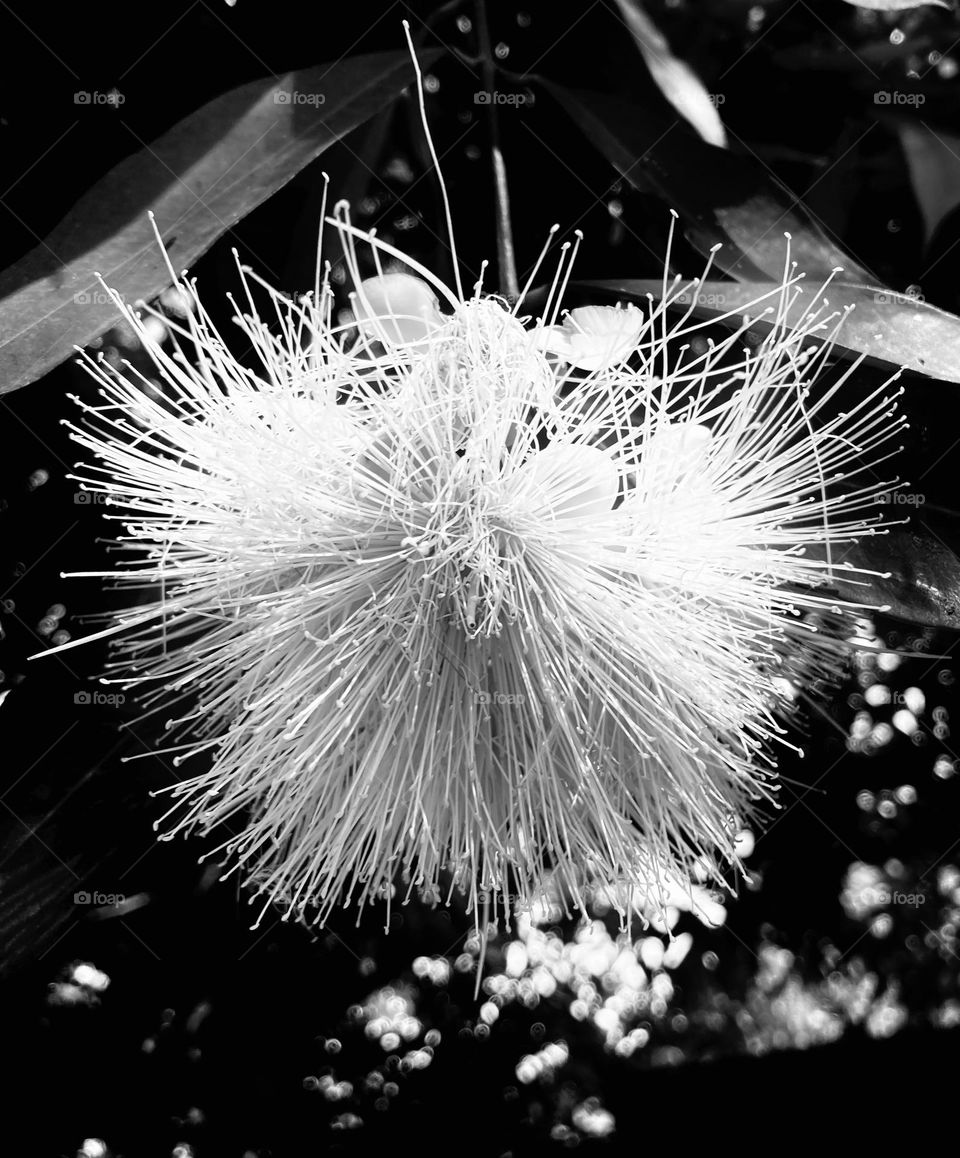 🇺🇸 In Black & White, the jambeiro flower with its shredded petals was incredible.  What a beautiful plant! / 🇧🇷 No Preto & Branco, a flor do jambeiro com suas pétalas desfiadas ficou incrível. Que planta bonita!