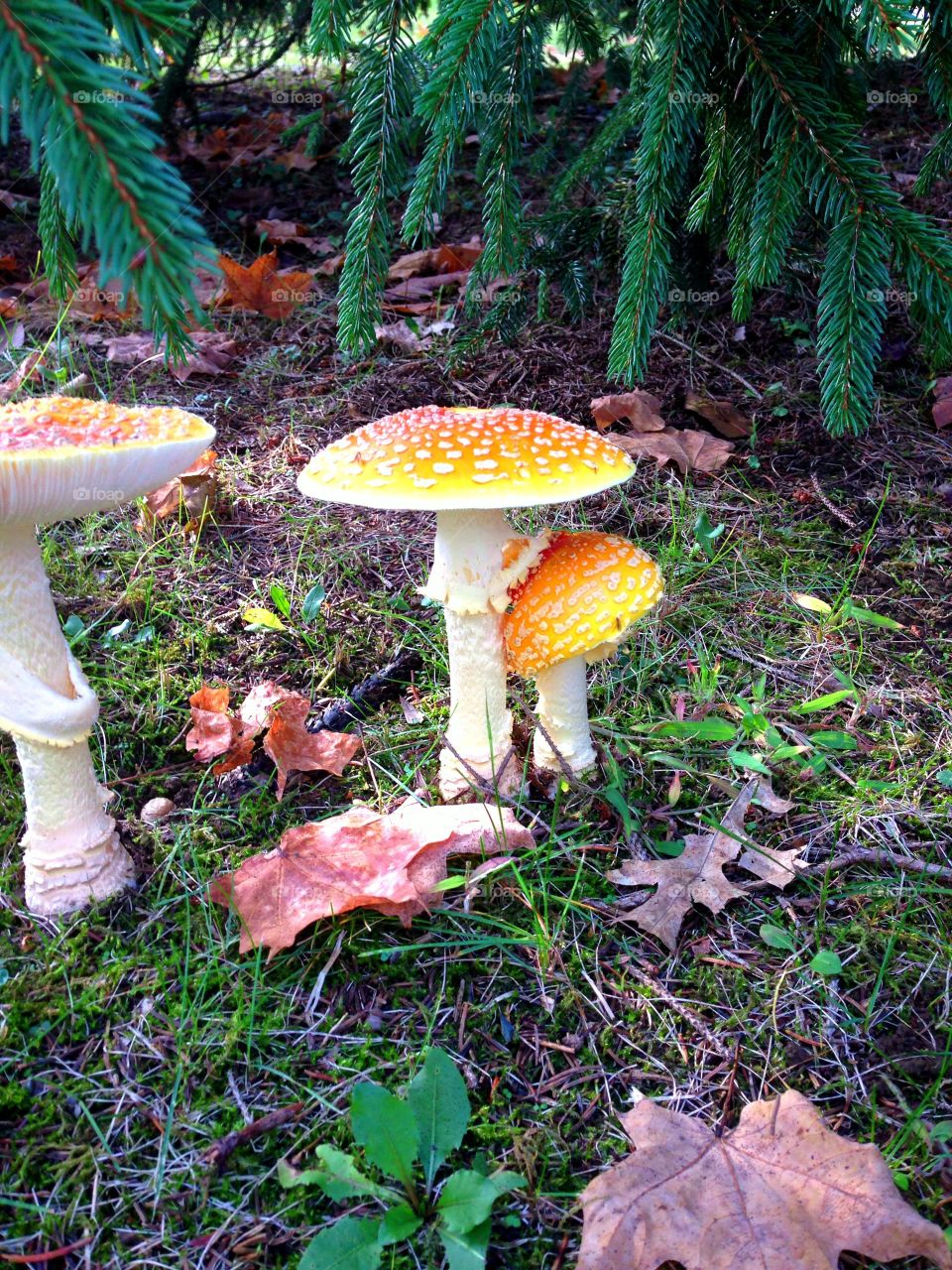 Whimsical Mushroom. Wild mushroom