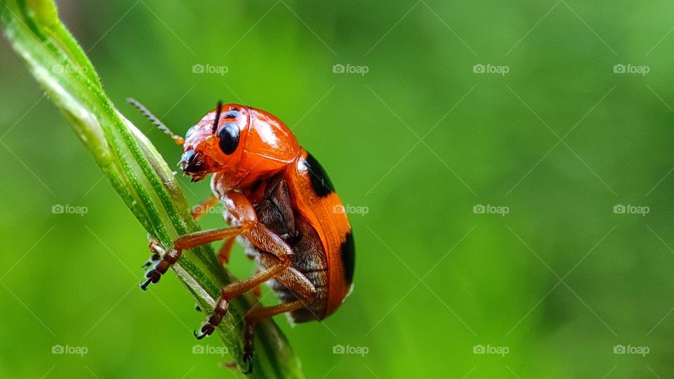 beautiful orange insects which drinks plant juice