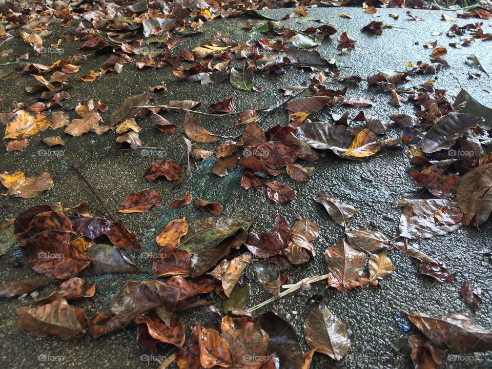 Autumn foliage after a rain on concrete