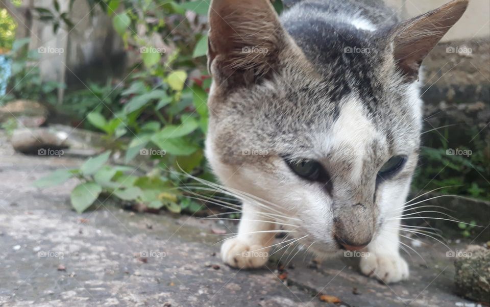 Cats are carnivorous animals but many people keep them and are liked because they are tame and fun to play with.