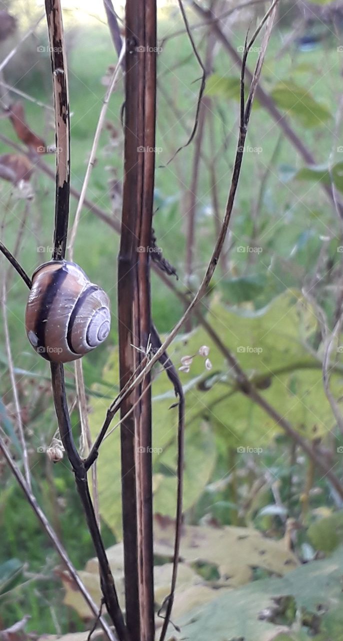 shell snail on a dry stalk in autumn