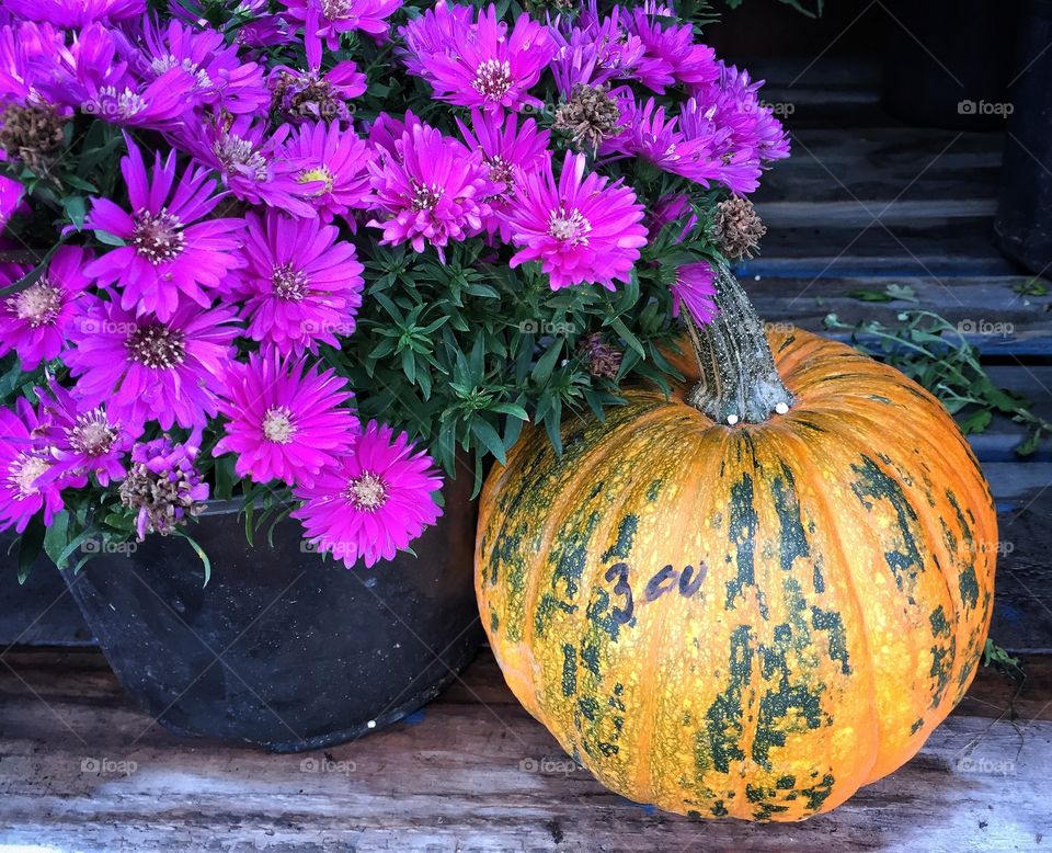 Autumn pumpkin and mums