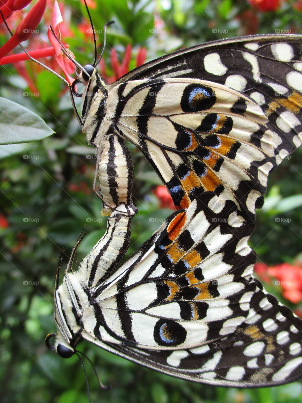 butterfly art