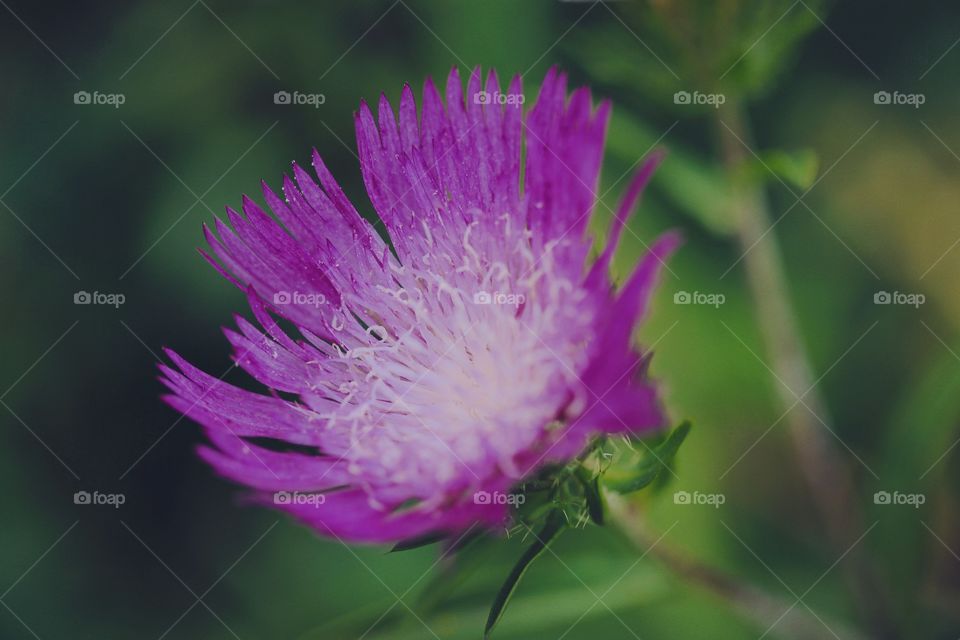 A beautiful purple Flower from The garden