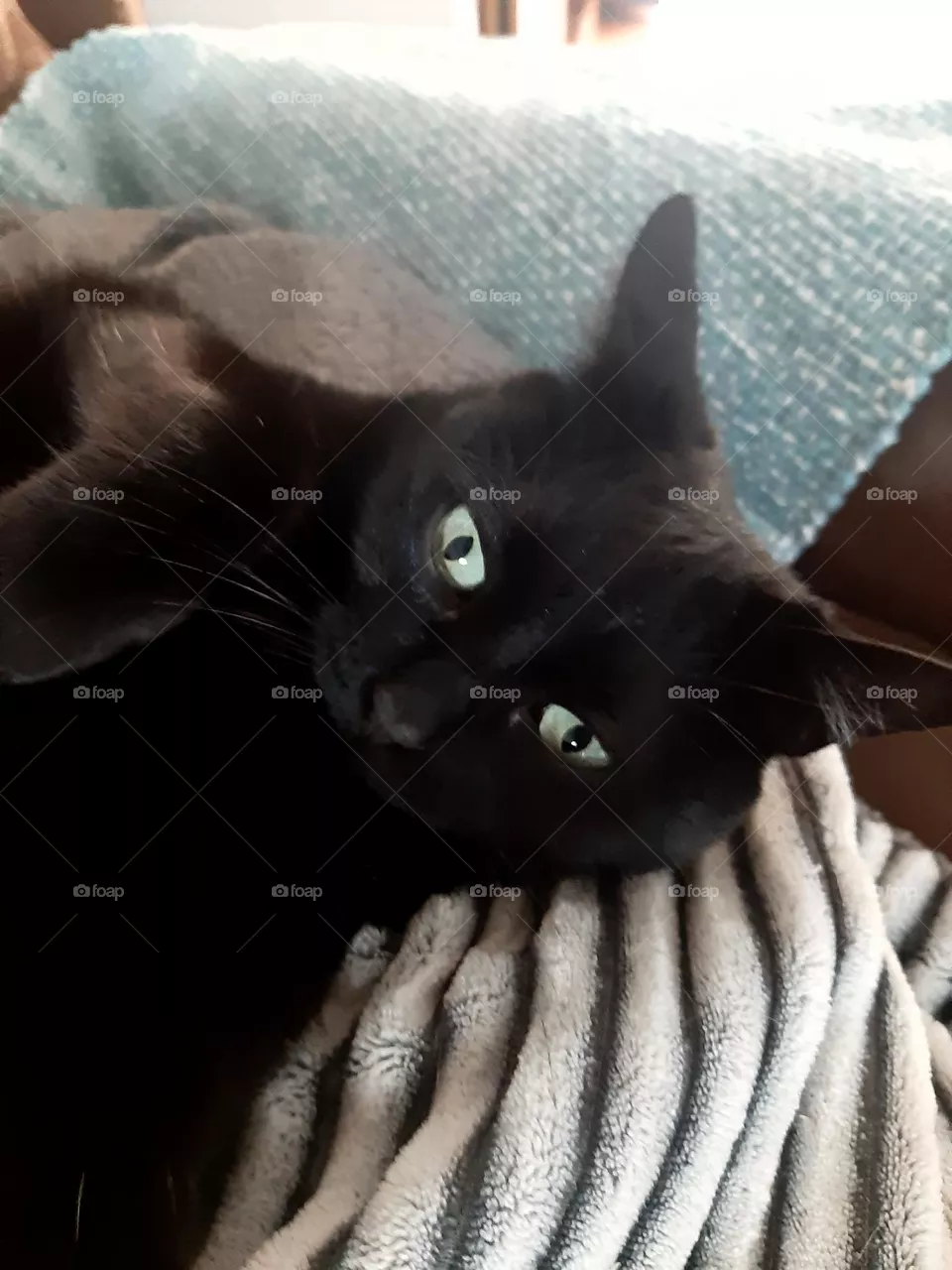 cat playing