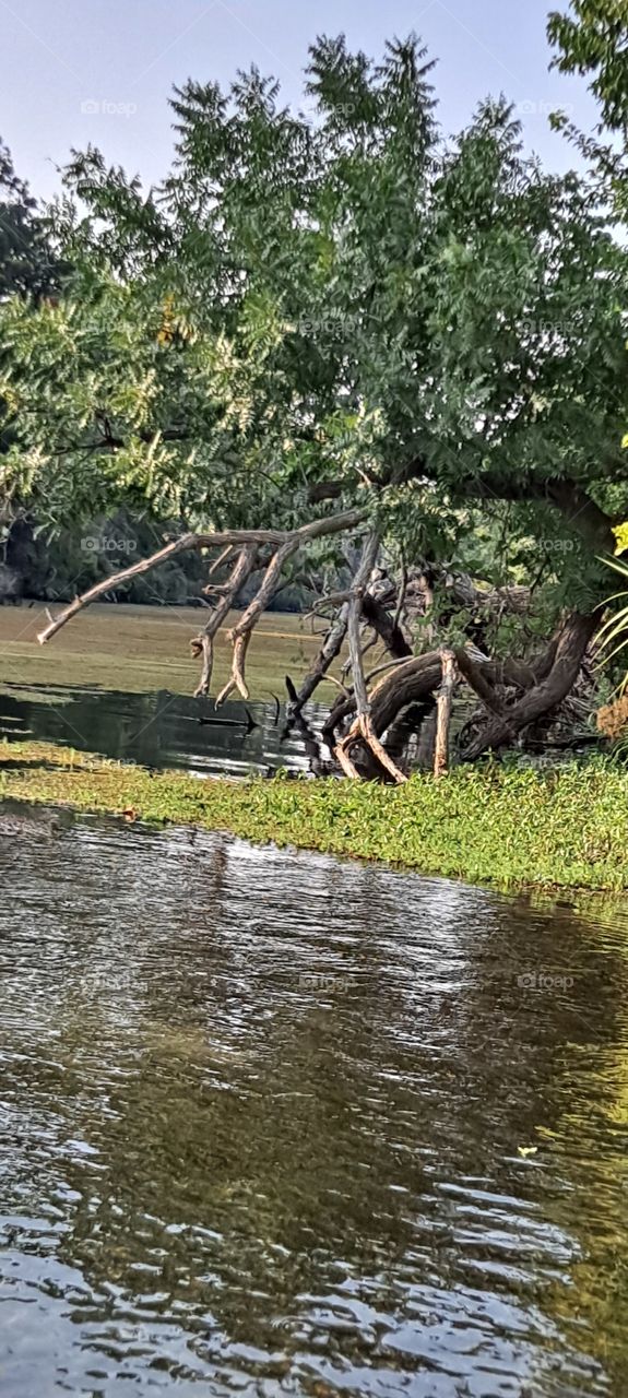 hidden side shoot sac river