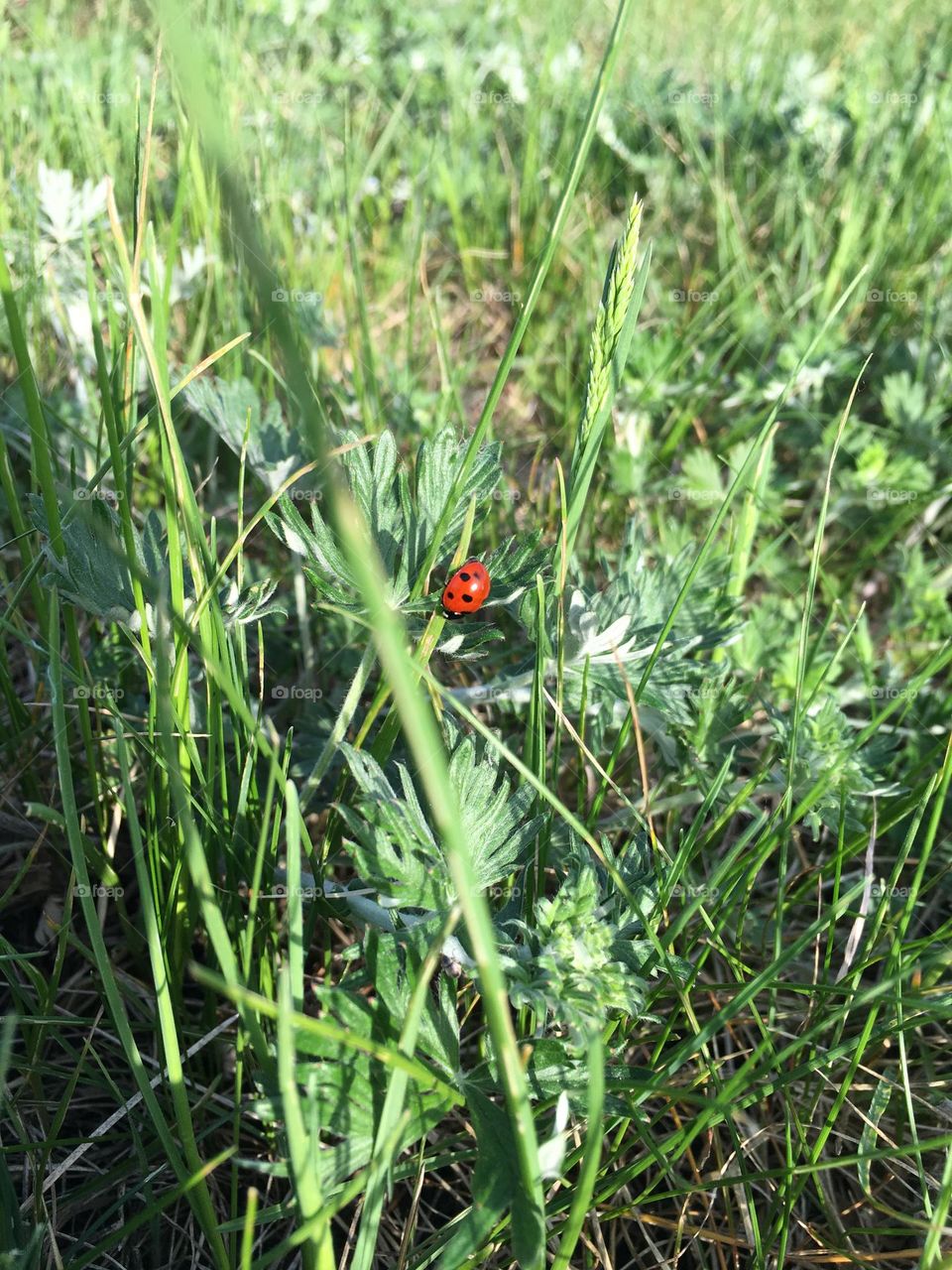 Colorful ladybug 