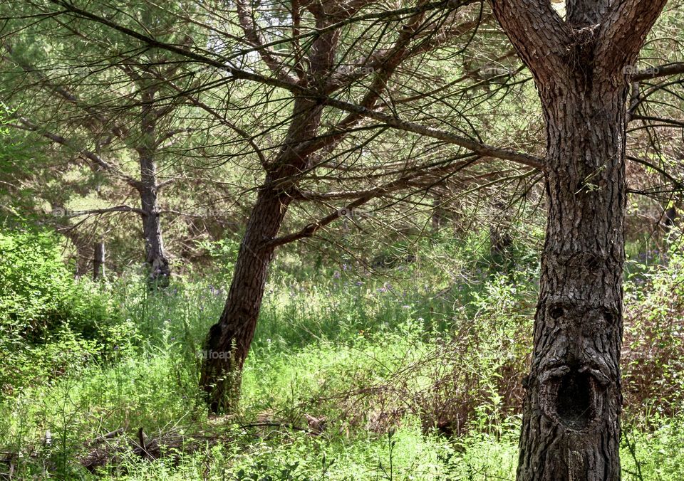 A tree in the forest appears to have a face