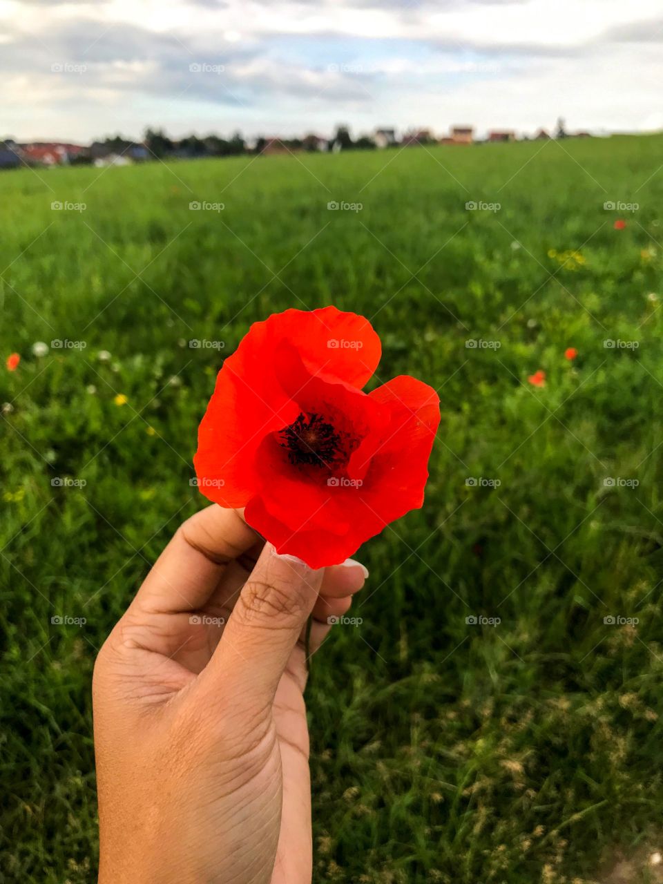 hand holding red flower in the middle of the green meadow, many houses nearby. I am on a jogging in the morning