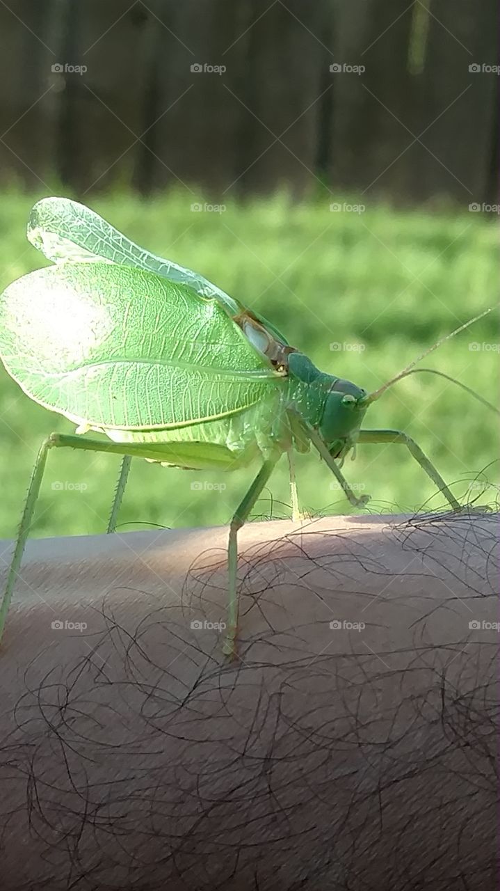 cicada