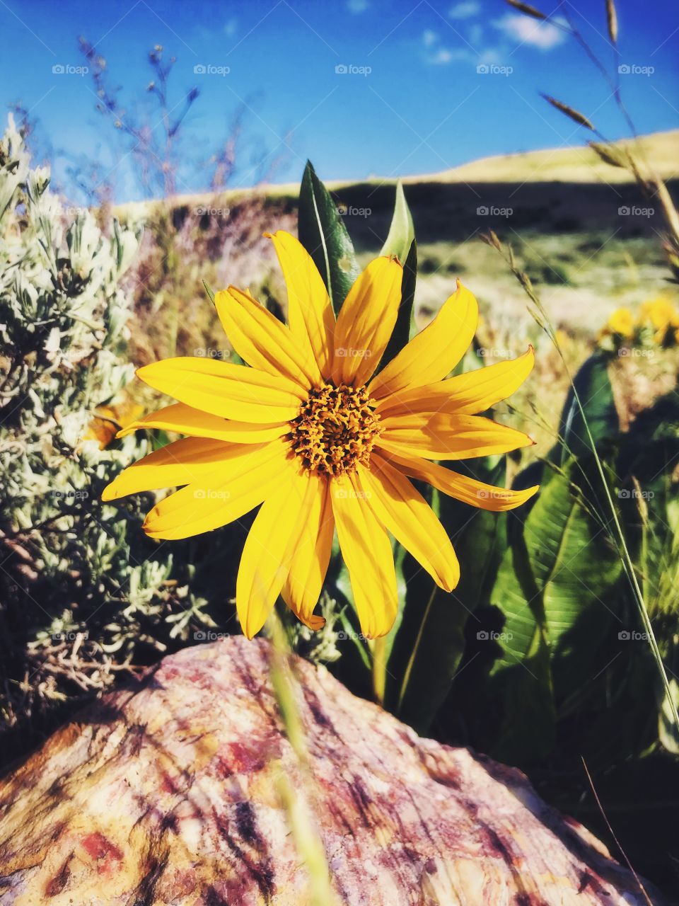 Walking through the high deserts of Nevada, I stumbled upon these beautiful wild flowers.