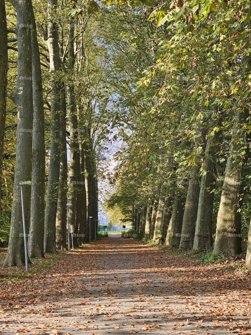 autumn in full glory