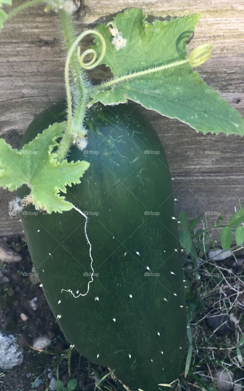 Organic cucumber from our yard 