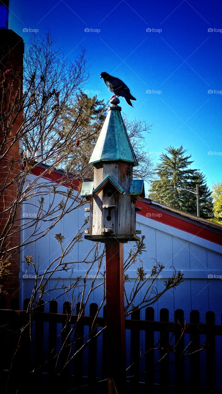 The bird house roof is a great place to perch, even if the holes are to small to move in.