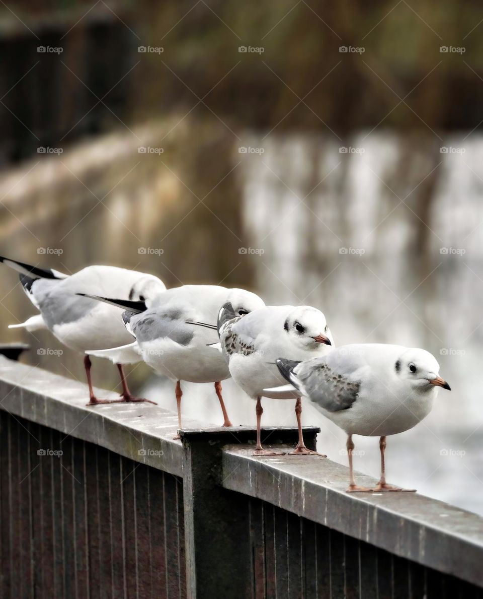 seagulls